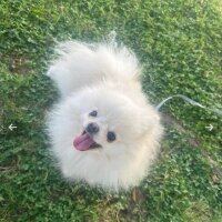 Pomeranyalı, Köpek  PAMUK fotoğrafı