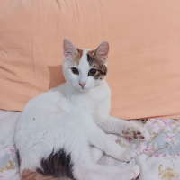 Tekir Kedi, Kedi  Çilek fotoğrafı