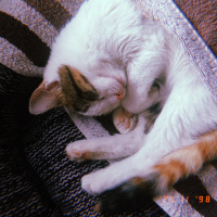 Tekir Kedi, Kedi  Çilek fotoğrafı