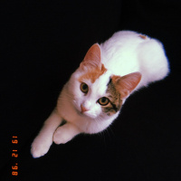Tekir Kedi, Kedi  Çilek fotoğrafı