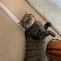 Scottish Fold, Kedi  Dobby fotoğrafı