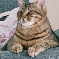 Tekir Kedi, Kedi  Çakır fotoğrafı
