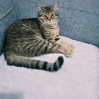 Tekir Kedi, Kedi  Çakır fotoğrafı