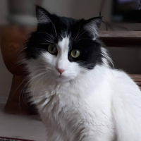 Tuxedo (Smokin) Kedi, Kedi  Star lord fotoğrafı