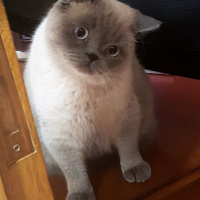 British Shorthair, Kedi  Paşa fotoğrafı