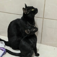 Bombay, Kedi  Luci fotoğrafı