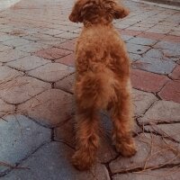 Poodle (Minyatür Kaniş), Köpek  Kaju fotoğrafı