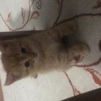 Tekir Kedi, Kedi  Leblebi fotoğrafı