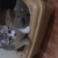 Tekir Kedi, Kedi  Leblebi fotoğrafı