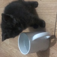Tekir Kedi, Kedi  Leblebi fotoğrafı