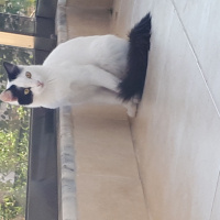 Sibirya Kedisi, Kedi  Pamuk fotoğrafı