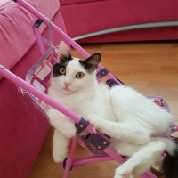 Sibirya Kedisi, Kedi  Pamuk fotoğrafı