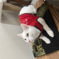 Tekir Kedi, Kedi  Oğluş fotoğrafı