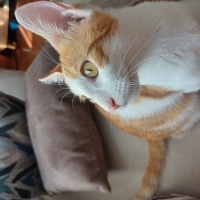 Tekir Kedi, Kedi  Limi fotoğrafı