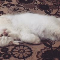 Exotic Shorthair, Kedi  Şıllık fotoğrafı