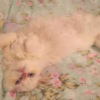 Exotic Shorthair, Kedi  Şıllık fotoğrafı