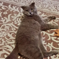 Scottish Fold, Kedi  Mars fotoğrafı