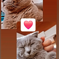 Scottish Fold, Kedi  Mars fotoğrafı