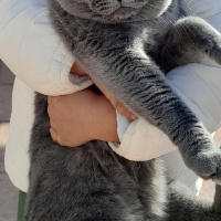 Scottish Fold, Kedi  Mars fotoğrafı