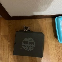 Tekir Kedi, Kedi  Şans fotoğrafı