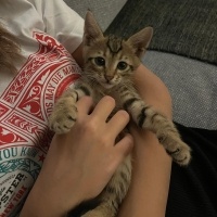 Tekir Kedi, Kedi  Şans fotoğrafı
