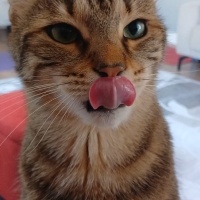 Tekir Kedi, Kedi  MERKÜR fotoğrafı