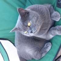 British Shorthair, Kedi  Neco fotoğrafı