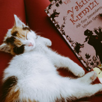 Tekir Kedi, Kedi  Benek fotoğrafı