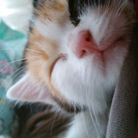 Tekir Kedi, Kedi  Benek fotoğrafı