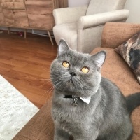 Scottish Fold, Kedi  Tora fotoğrafı