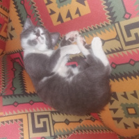 Tekir Kedi, Kedi  Duman fotoğrafı