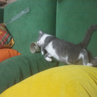 Tekir Kedi, Kedi  Duman fotoğrafı