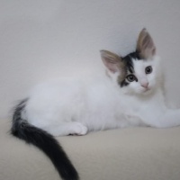 Tekir Kedi, Kedi  coni fotoğrafı