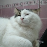 Tekir Kedi, Kedi  coni fotoğrafı