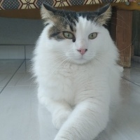 Tekir Kedi, Kedi  coni fotoğrafı