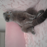 Scottish Fold, Kedi  Boz  fotoğrafı