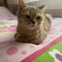 British Shorthair, Kedi  Latte fotoğrafı
