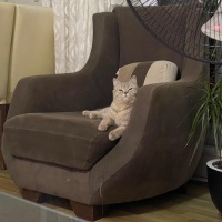 British Shorthair, Kedi  Latte fotoğrafı