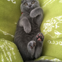 Scottish Fold, Kedi  Hera fotoğrafı