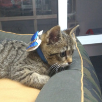 Tekir Kedi, Kedi  Yumoş fotoğrafı