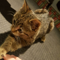 Tekir Kedi, Kedi  Yumoş fotoğrafı