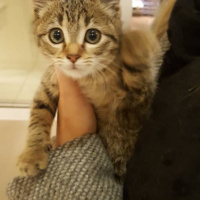 Tekir Kedi, Kedi  Yumoş fotoğrafı