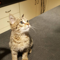 Tekir Kedi, Kedi  Yumoş fotoğrafı