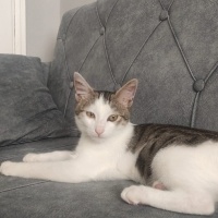 Tekir Kedi, Kedi  (ACİL) Aslan'a yeni yuva fotoğrafı