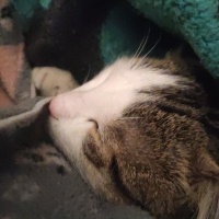 Tekir Kedi, Kedi  (ACİL) Aslan'a yeni yuva fotoğrafı