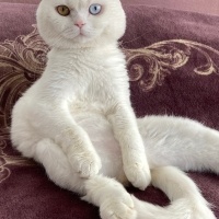 Scottish Fold, Kedi  Pamuk fotoğrafı