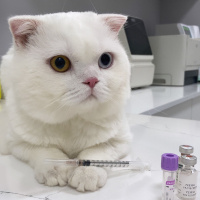 Scottish Fold, Kedi  Pamuk fotoğrafı