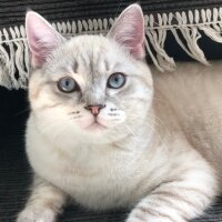 British Shorthair, Kedi  Atlas fotoğrafı