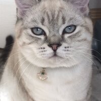 British Shorthair, Kedi  Atlas fotoğrafı