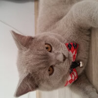 British Shorthair, Kedi  Milyon fotoğrafı